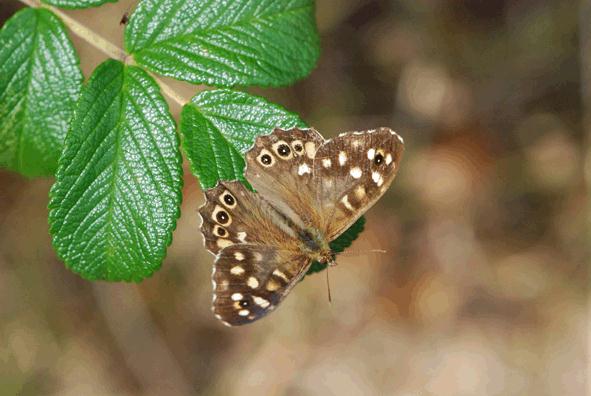 Carsten Nesshoever - Butterfly